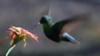 Hummingbird in flight