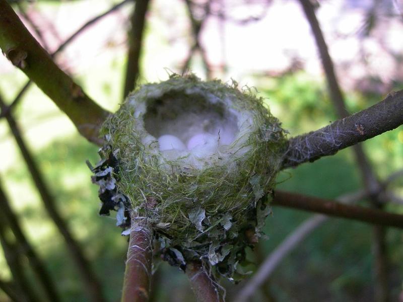 Nest with eggs.