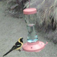 Male Hooded Oriole