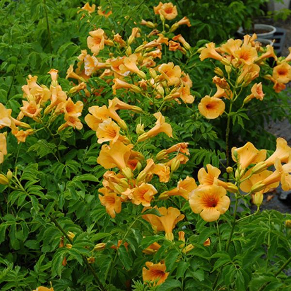 Sunrise Gold Trumpet Vine