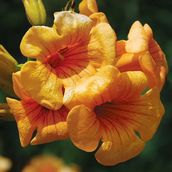 Sunrise Gold Trumpet Vine